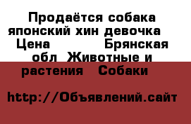Продаётся собака японский хин девочка  › Цена ­ 6 000 - Брянская обл. Животные и растения » Собаки   
